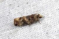 Lobesia botrana/reliquana