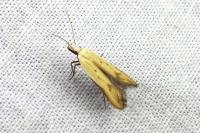 Mesophleps silacella