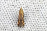 Metzneria aprilella