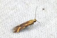 Metzneria aprilella