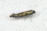 Ochromolopis ictella