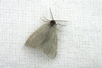 Rebelia plumella surientella