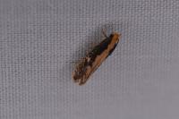 Monopis crocicapitella