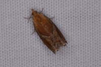 Ancylis
