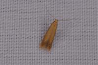 Tischeria