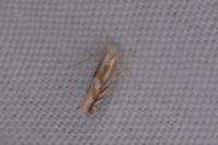 Phyllonorycter distentella