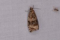 Celypha lacunana