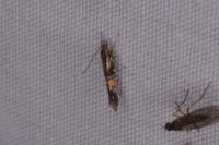 Cosmopterix orichalcea