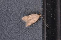 Borkhausenia
