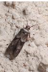 Blastobasis glandulella