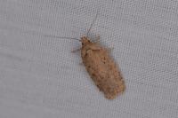 Agonopterix scopariella