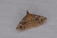 Alucita hexadactyla/bidentata