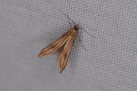 Schreckensteinia festaliella