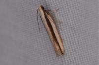 Mirificarma interrupta