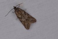 Cnephasia