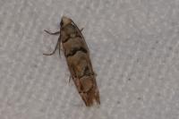 Pseudococcyx tessulatana