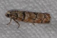 Pseudococcyx tessulatana