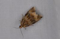 Celypha lacunana