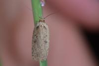 Agonopterix yeatiana
