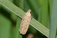 Platyedra subcinerea