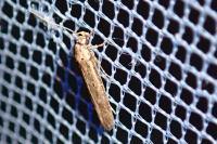 Platyedra subcinerea