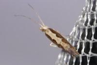 Plutella xylostella