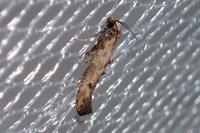 Epermenia aequidentella