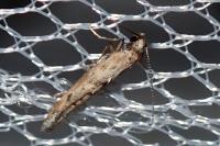 Epermenia aequidentella