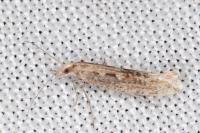 Plutella xylostella