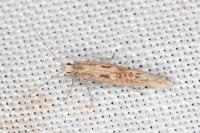 Plutella xylostella