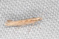 Plutella xylostella