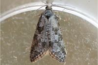 Cnephasia