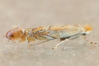 Phyllonorycter messaniella