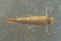 Phyllonorycter messaniella