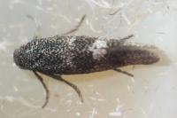 Tinagma magnostiumella