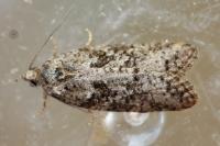Cnephasia cupressivorana