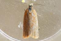 Clepsis unicolorana