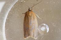 Clepsis unicolorana