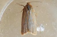 Clepsis unicolorana