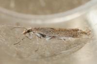 Plutella xylostella