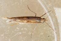 Plutella xylostella