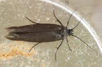 Scythris grandipennis