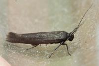 Scythris grandipennis