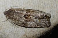 Syndemis musculana