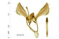 Glyphipterix fuscoviridella