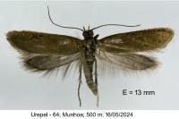 Glyphipterix fuscoviridella