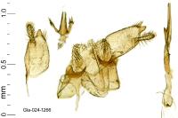 Nemapogon nevadellus