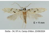 Nemapogon nevadellus