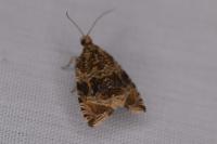 Celypha lacunana