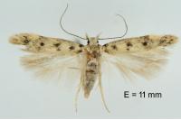 Bryotropha domestica